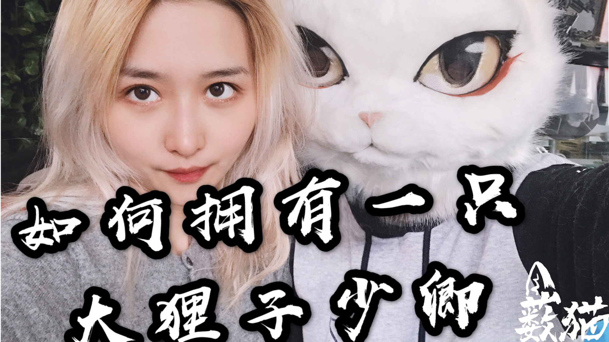 如何拥有一只白猫少卿